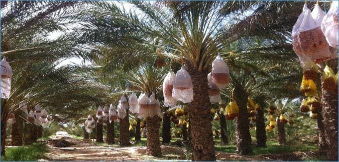 Eldegla El Tounsia Oasis